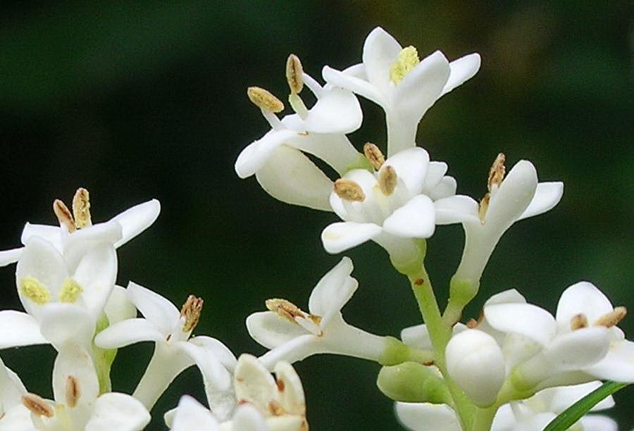 Ligustrum vulgare / Ligustro